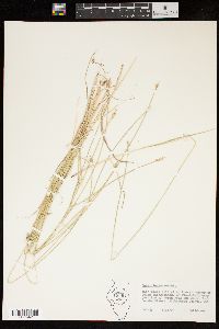 Carex leavenworthii image