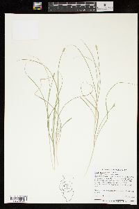 Carex leavenworthii image