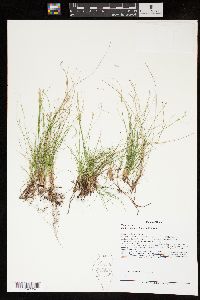 Carex eburnea image