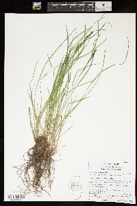 Carex lenticularis image