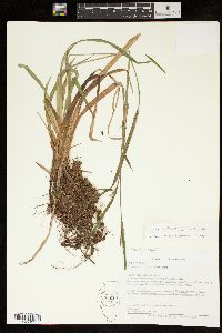 Carex leptonervia image