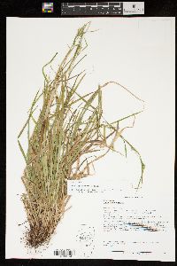 Carex leptonervia image