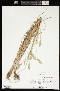 Carex longii image