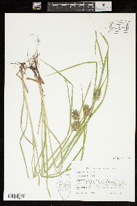 Carex louisianica image