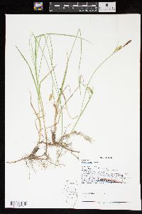 Carex meadii image