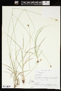 Carex mesochorea image