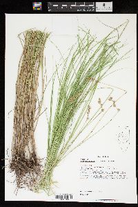 Carex missouriensis image