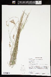 Carex missouriensis image