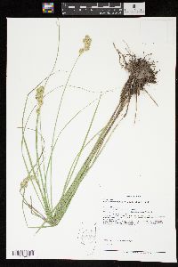 Carex missouriensis image