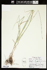 Carex molestiformis image