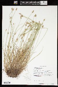 Carex muehlenbergii var. enervis image