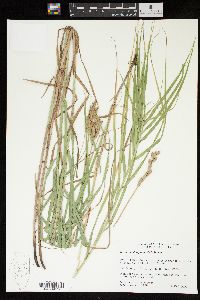 Carex muskingumensis image