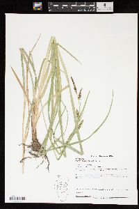 Carex nebrascensis image