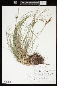 Carex nigra image