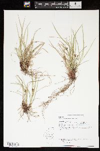 Carex nigromarginata image