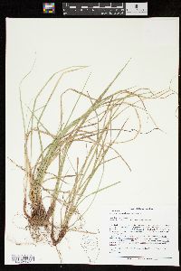 Carex nigromarginata image