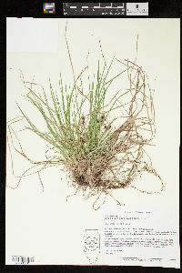 Carex nigromarginata image