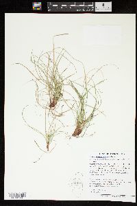 Carex nigromarginata image