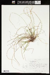 Carex nigromarginata image