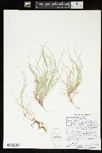 Carex novae-angliae image