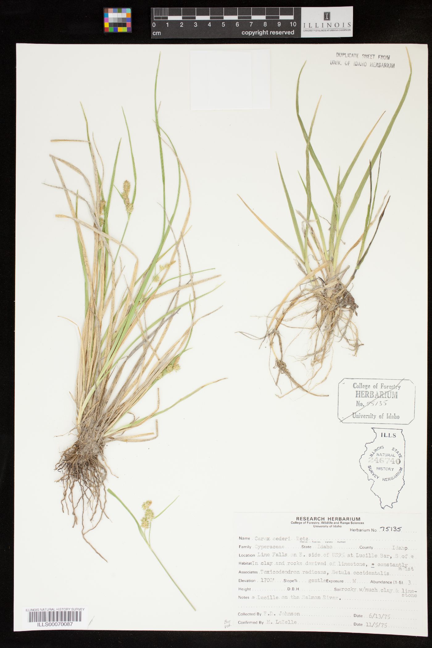 Carex oederi image