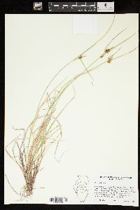 Carex oederi image