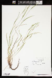 Carex oligocarpa image