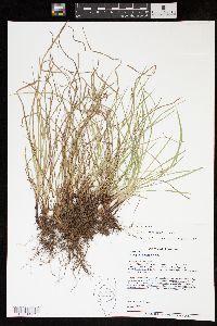 Carex oligocarpa image