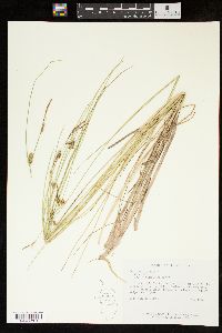 Carex oligosperma image