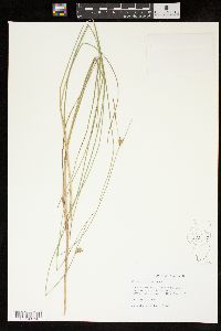 Carex oligosperma image