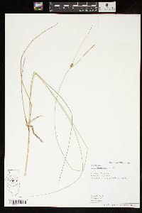 Carex oligosperma image