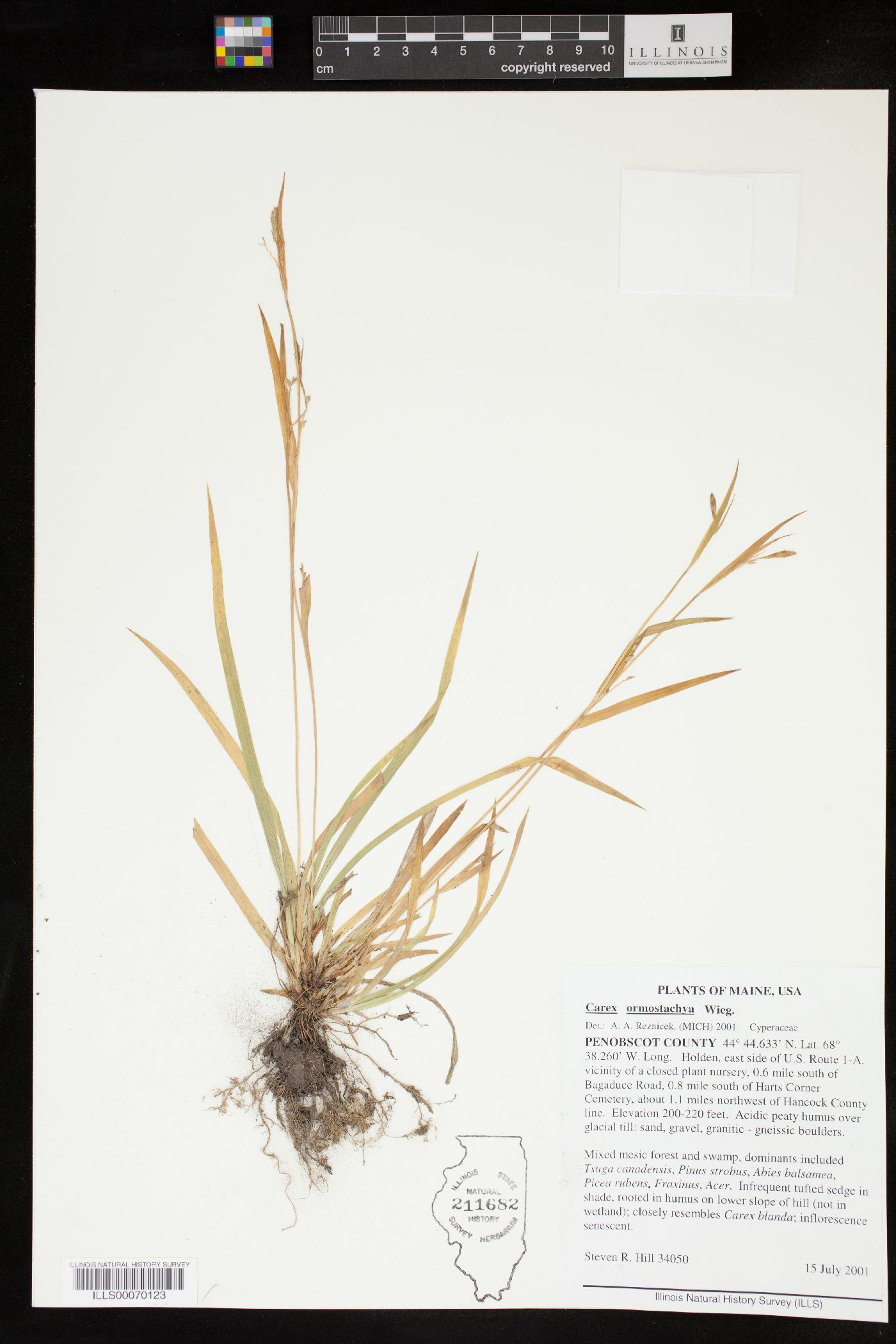 Carex ormostachya image