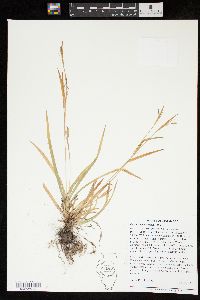 Carex ormostachya image