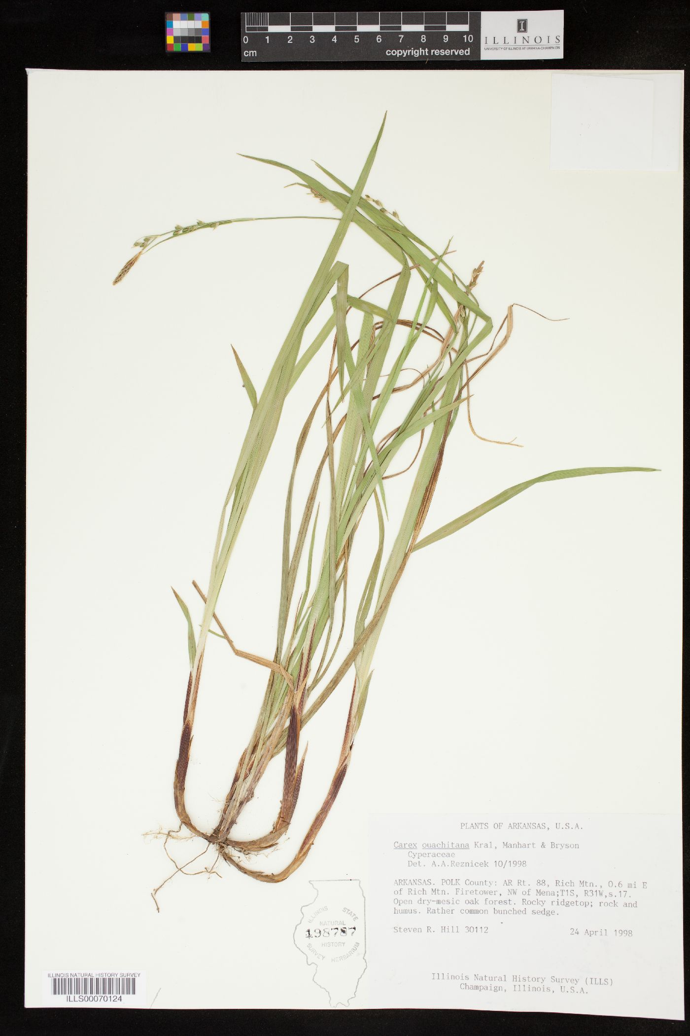 Carex ouachitana image