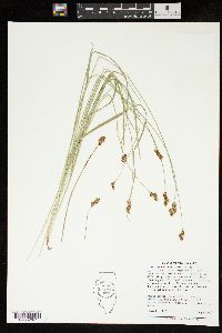 Carex pachystachya image