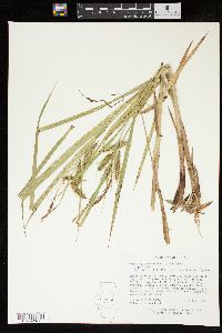 Carex paleacea image