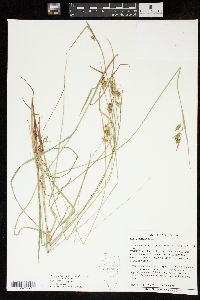 Carex pallescens image