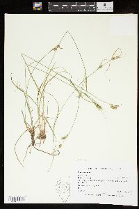 Carex pallescens image