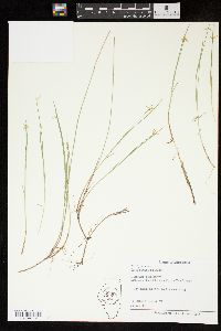 Carex pauciflora image