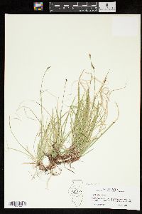 Carex peckii image