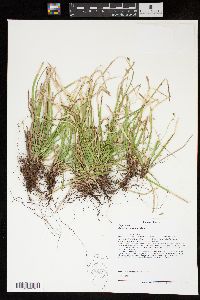 Carex pedunculata image