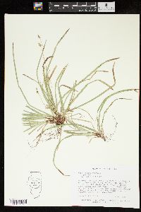 Carex pedunculata image