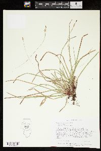 Carex pedunculata image