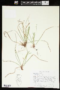 Carex pedunculata image