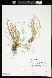 Carex pedunculata image