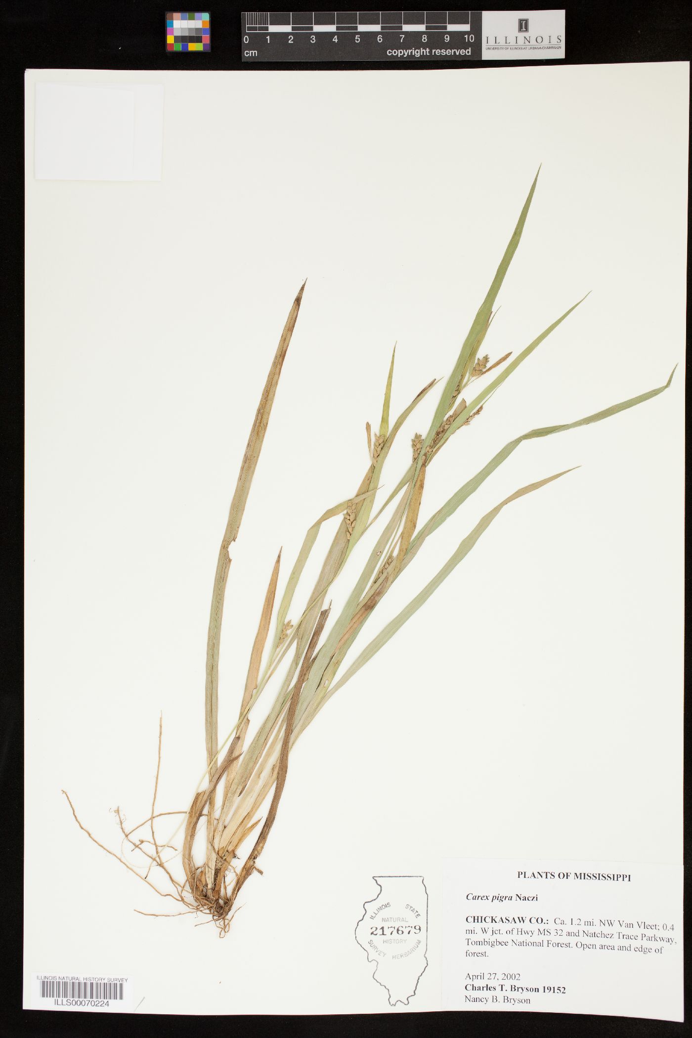 Carex pigra image