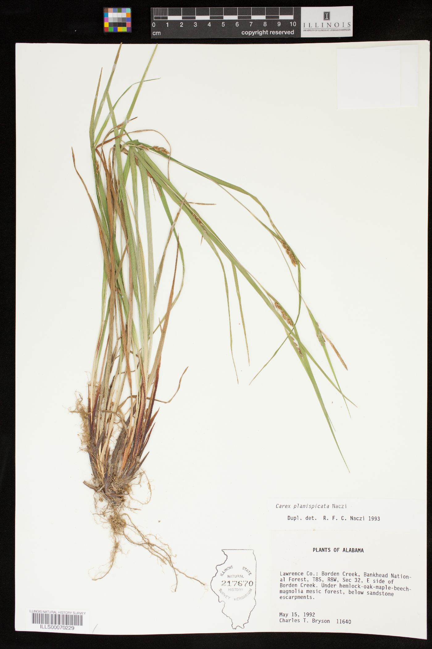 Carex planispicata image