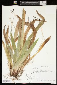 Carex plantaginea image