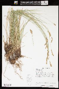 Carex praegracilis image