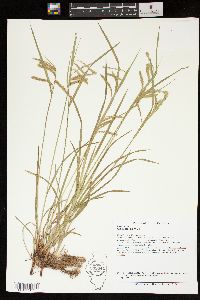 Carex prasina image